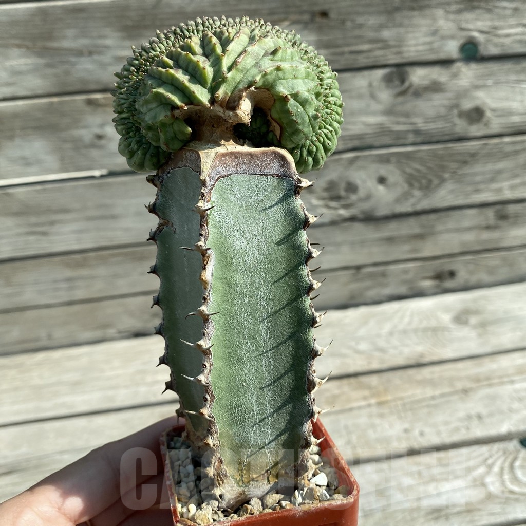 SH11756 Euphorbia obesa ‘Malik’ f. cristata, grafted - Image 2