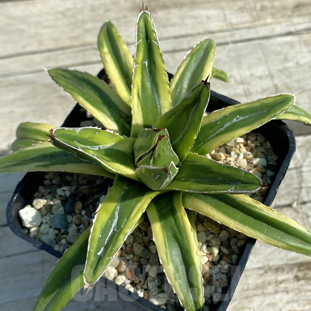SH11758 Agave victoriae-reginae f. variegata