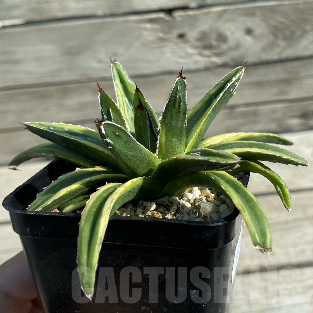 SH11758 Agave victoriae-reginae f. variegata - Image 2