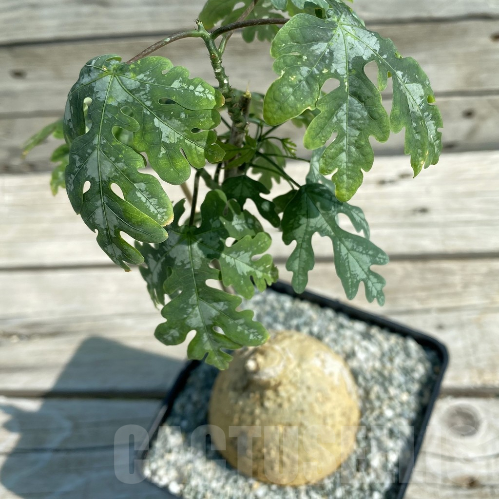 SH11760 Adenia metamorpha - Image 2