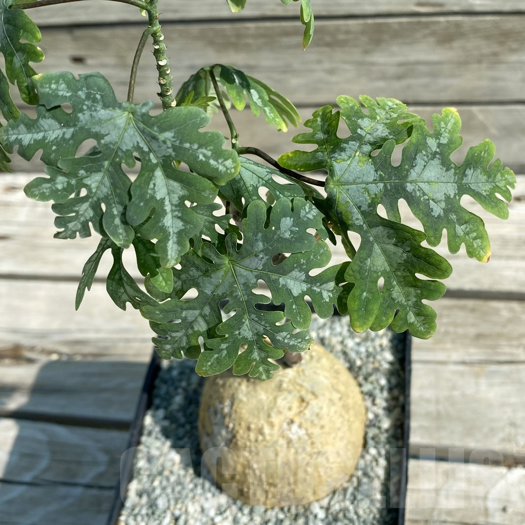 SH11760 Adenia metamorpha