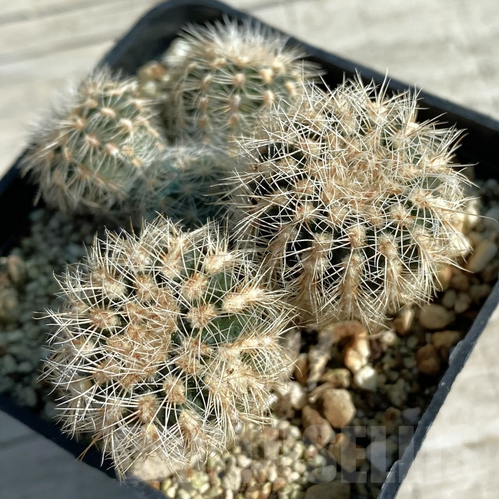 SH11878 Gymnocalycium bruchii v. albispinum, old 8 years
