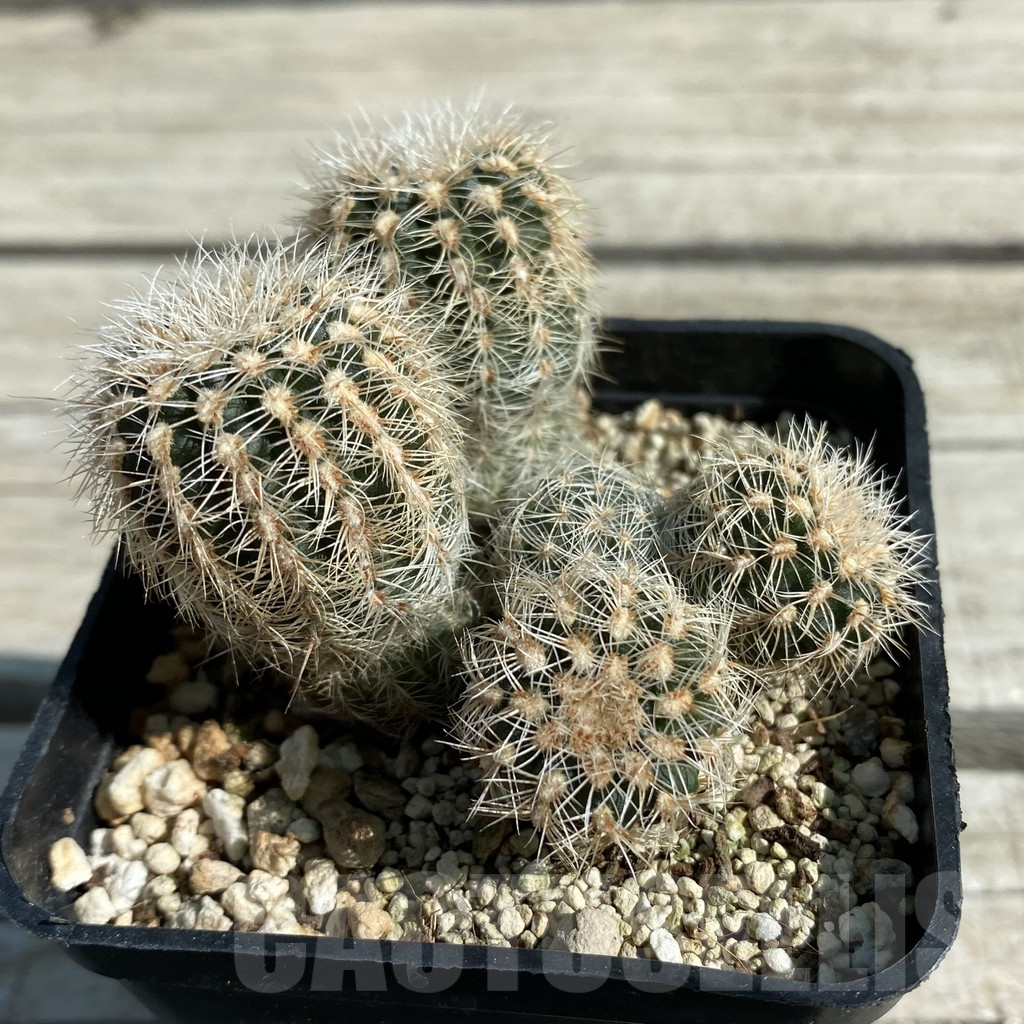 SH11878 Gymnocalycium bruchii v. albispinum, old 8 years - Image 2