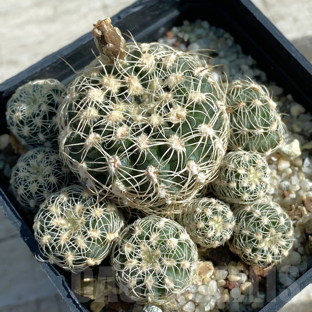 SH11879 Gymnocalycium bruchii v. albispinum, old 6 years