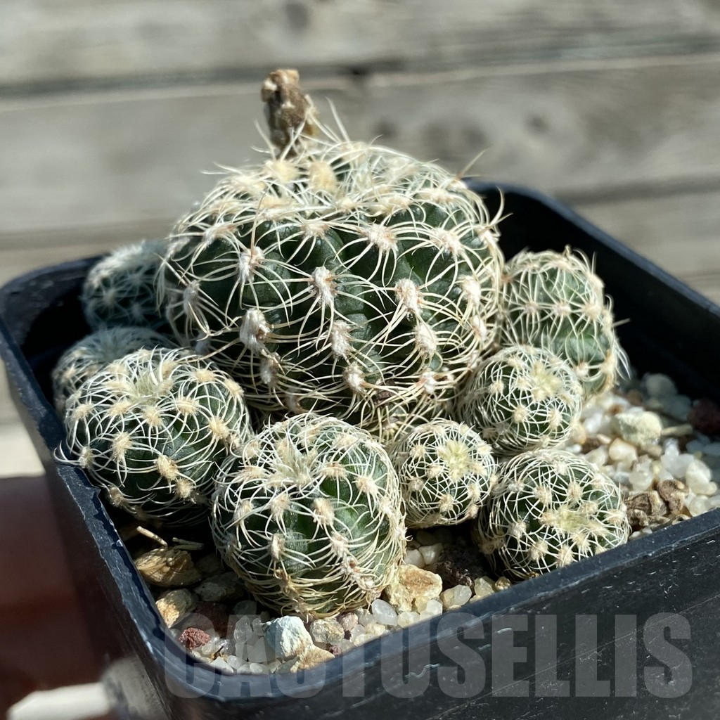SH11879 Gymnocalycium bruchii v. albispinum, old 6 years - Image 2