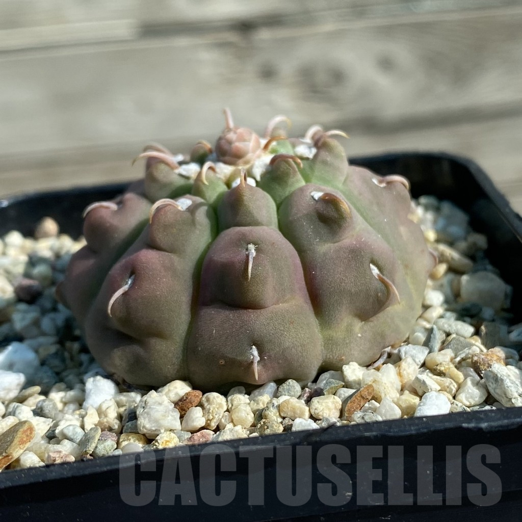SH11881 Gymnocalycium vatteri v. unguispinum - Image 2