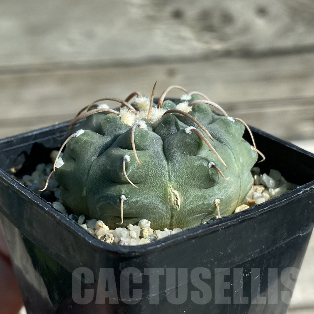 SH11884 Gymnocalycium vatteri - Image 2