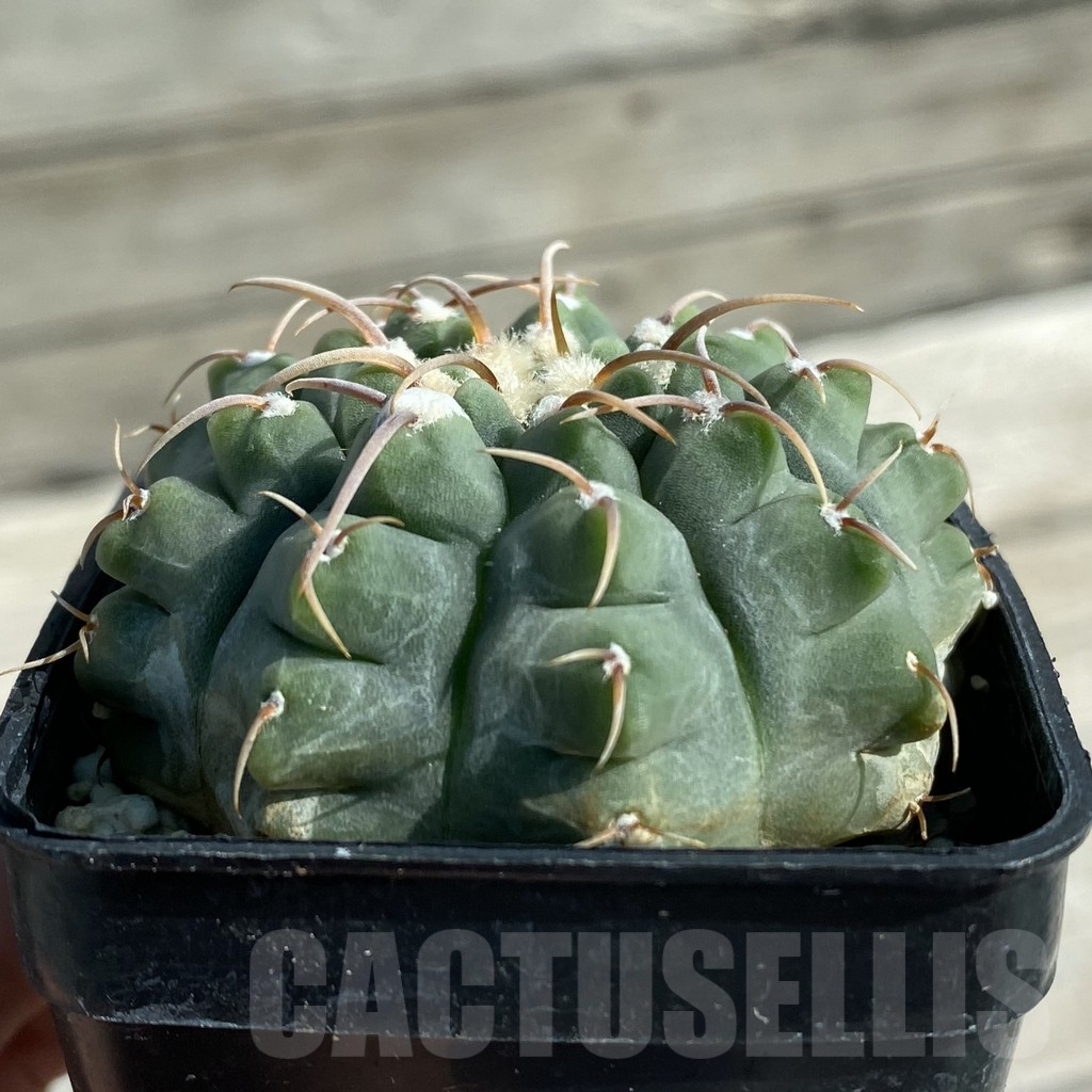 SH11885 Gymnocalycium vatteri - Image 2