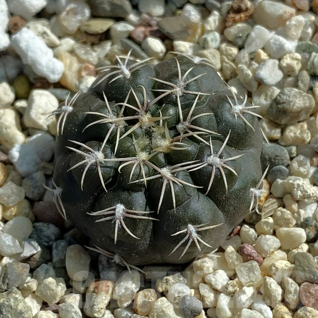 SH11887 Gymnocalycium heidiae VG 1343
