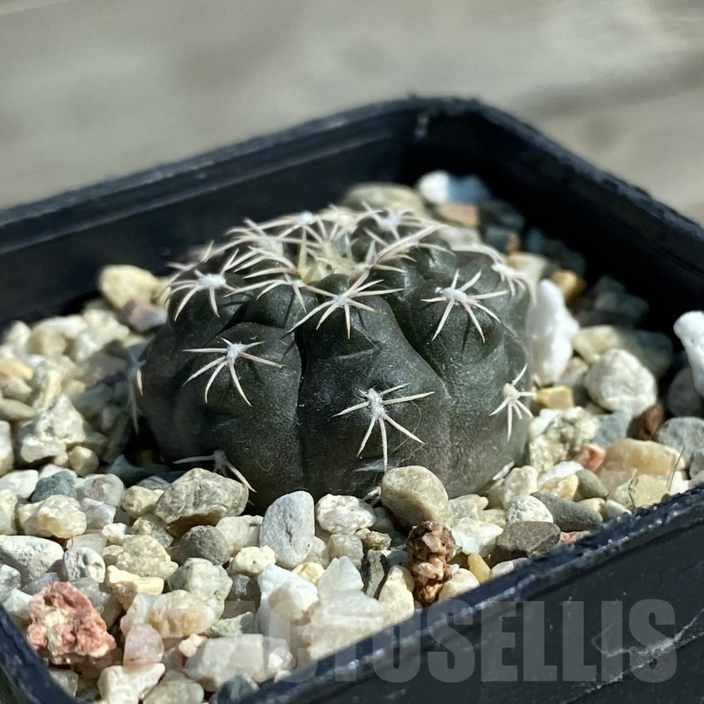 SH11887 Gymnocalycium heidiae VG 1343 - Image 2
