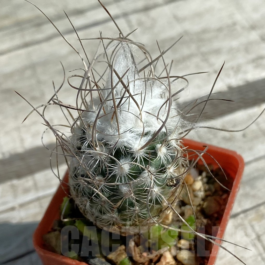 SH11894 Turbinicarpus dickisoniae