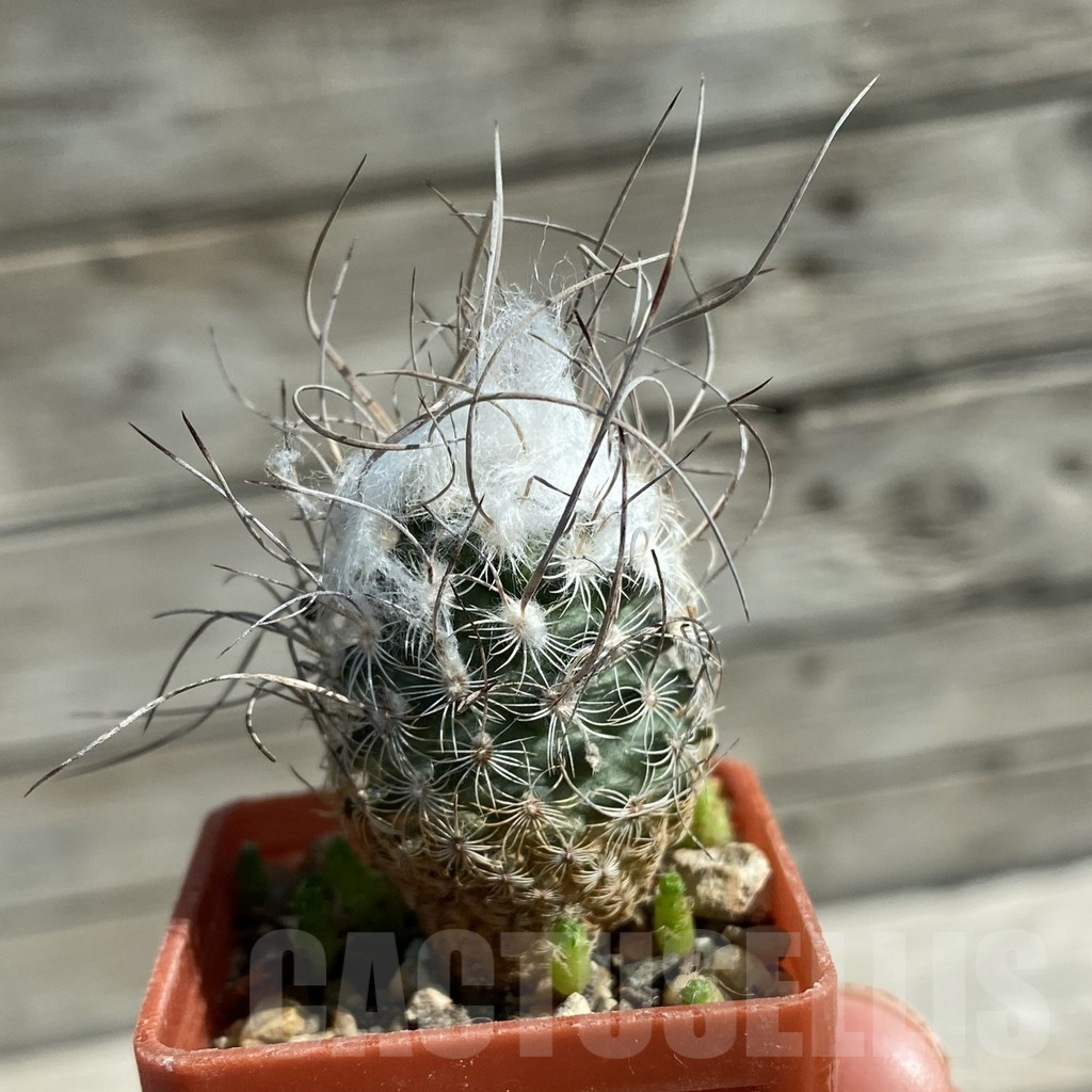 SH11894 Turbinicarpus dickisoniae - Image 2