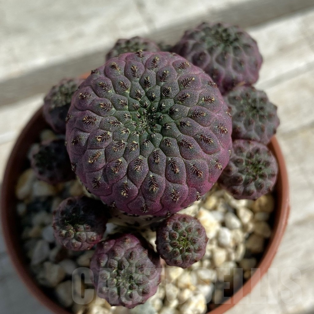 SH11896 Sulcorebutia rauschii