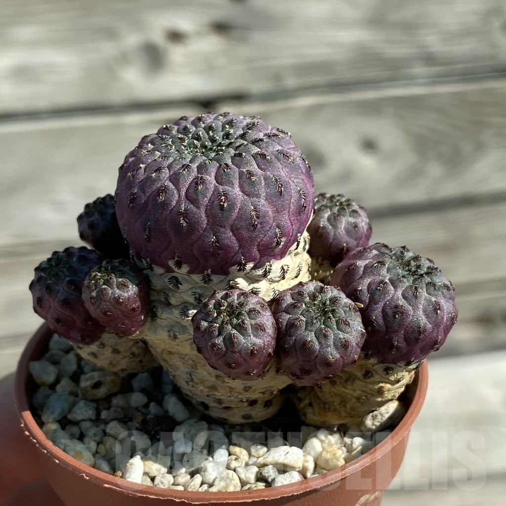 SH11896 Sulcorebutia rauschii - Image 2