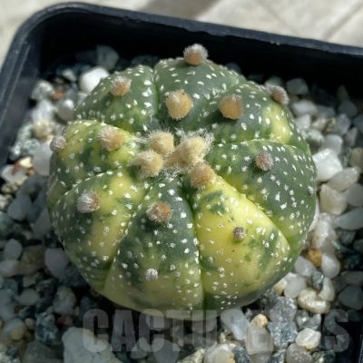 SH11901 Astrophytum asterias ‘Ooibo’ f. variegata