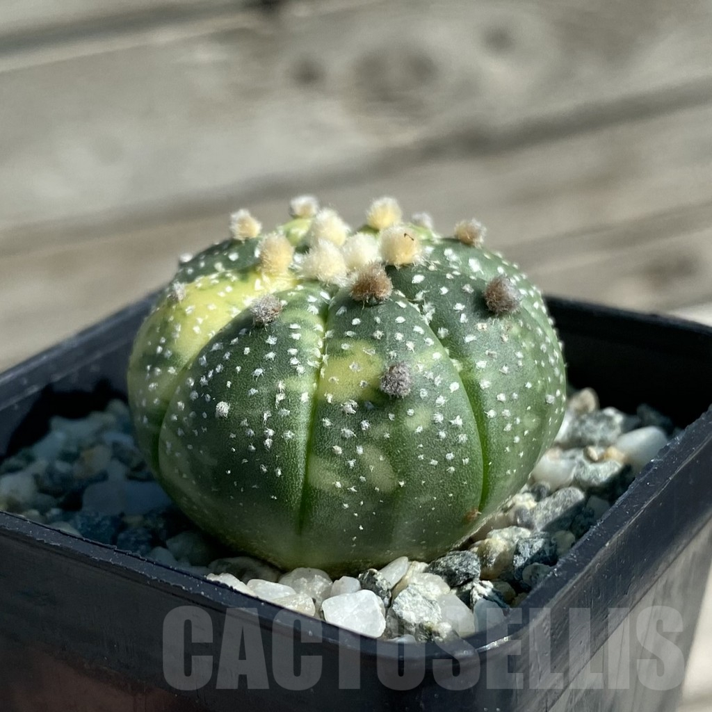 SH11901 Astrophytum asterias ‘Ooibo’ f. variegata - Image 2
