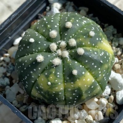 SH11902 Astrophytum asterias f. variegata