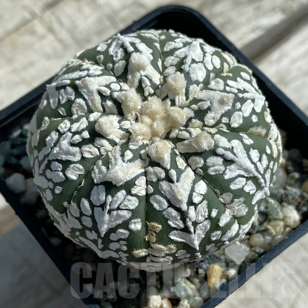 SH11906 Astrophytum asterias 'Super Kabuto' V-type