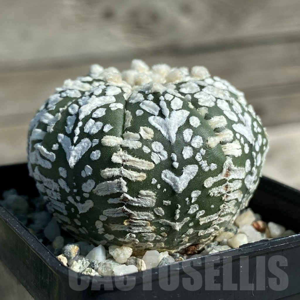 SH11906 Astrophytum asterias 'Super Kabuto' V-type - Image 2