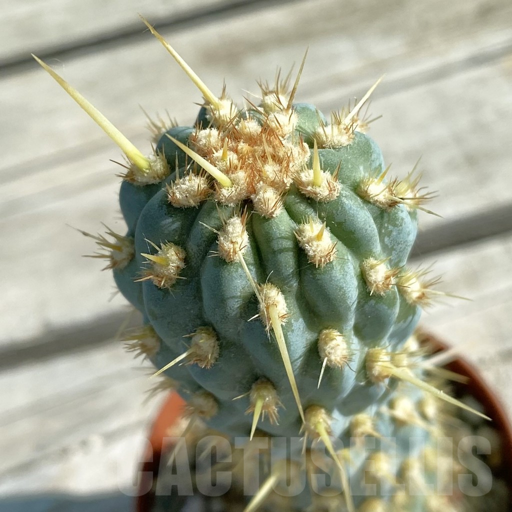 SH11850 Cylindropuntia miquelii