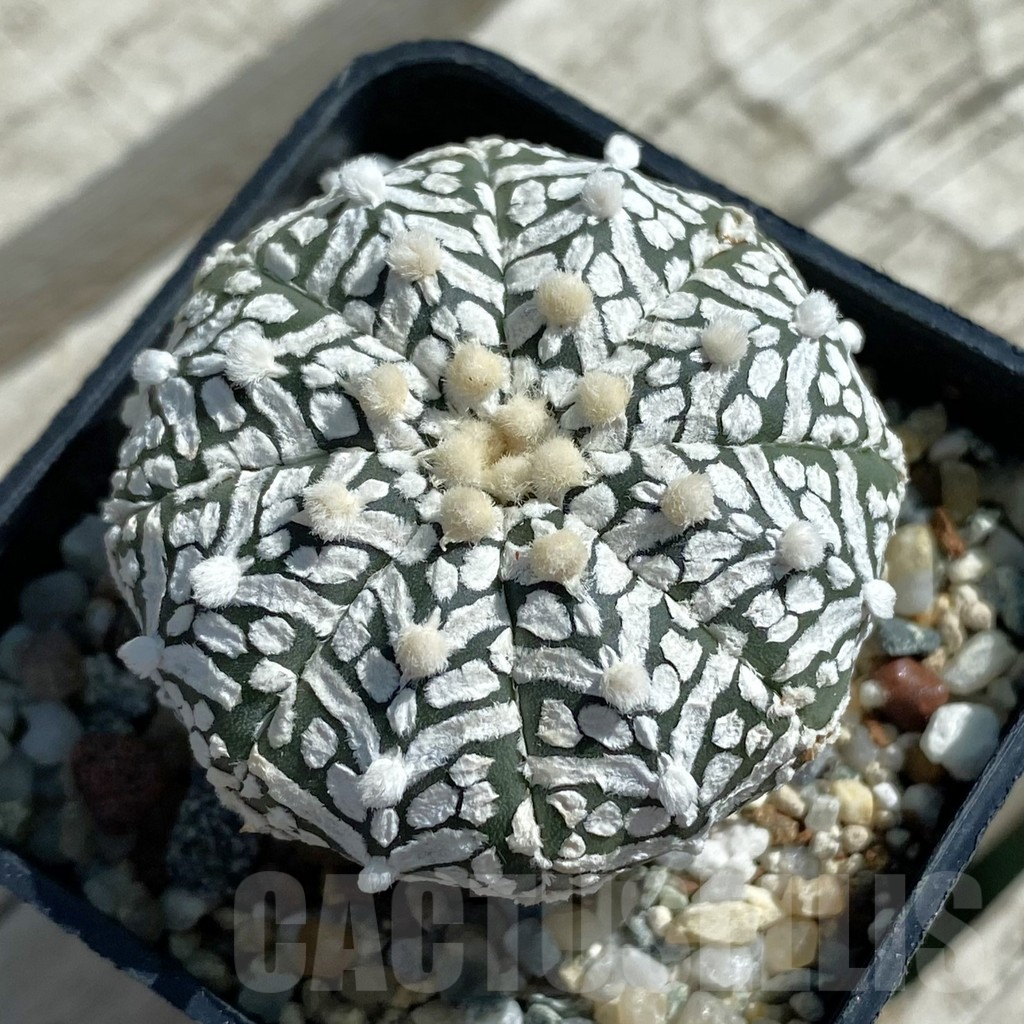 SH11909 Astrophytum asterias 'Super Kabuto' V-type
