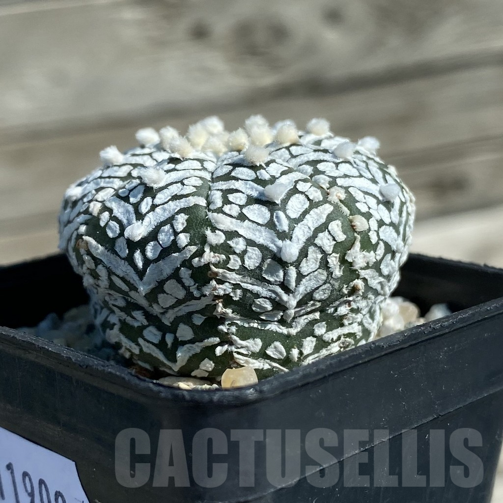 SH11909 Astrophytum asterias 'Super Kabuto' V-type - Image 2