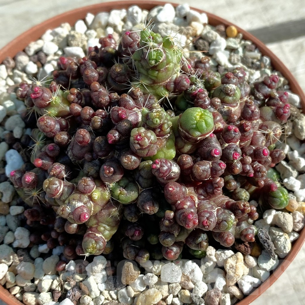 SH11844 Mammillaria bocasana 'Fred'