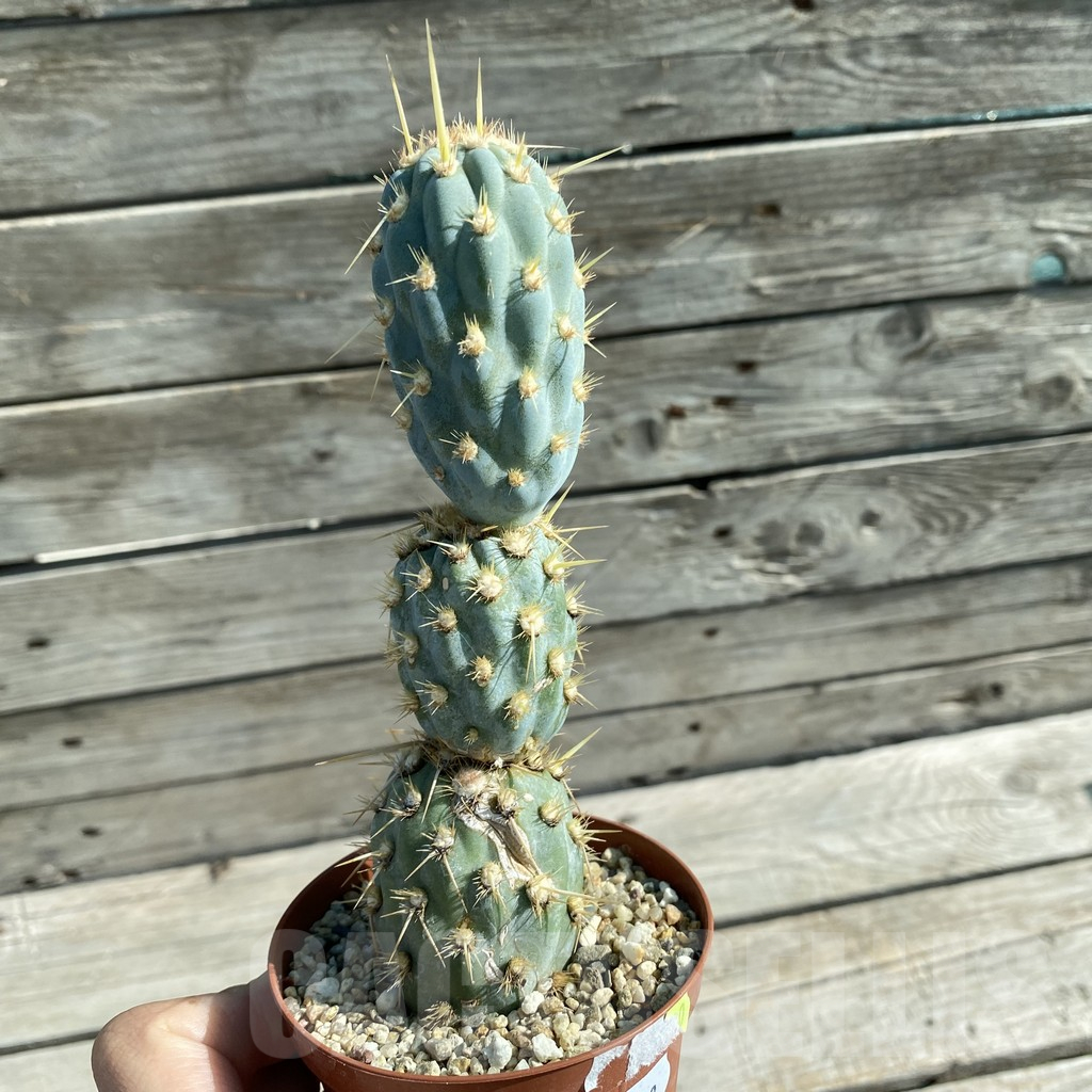 SH11850 Cylindropuntia miquelii - Image 2