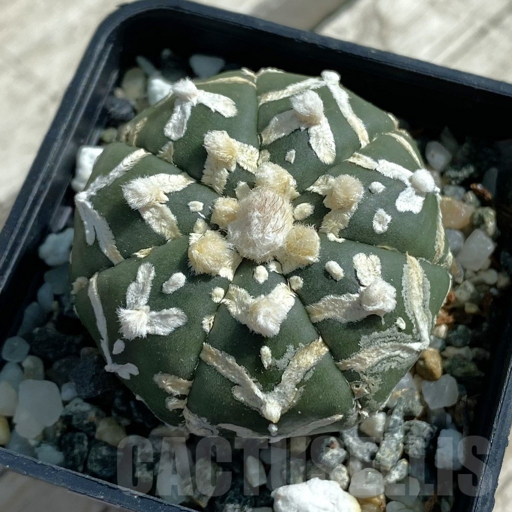 SH11910 Astrophytum asterias 'Super Kabuto' V-type f. nudum