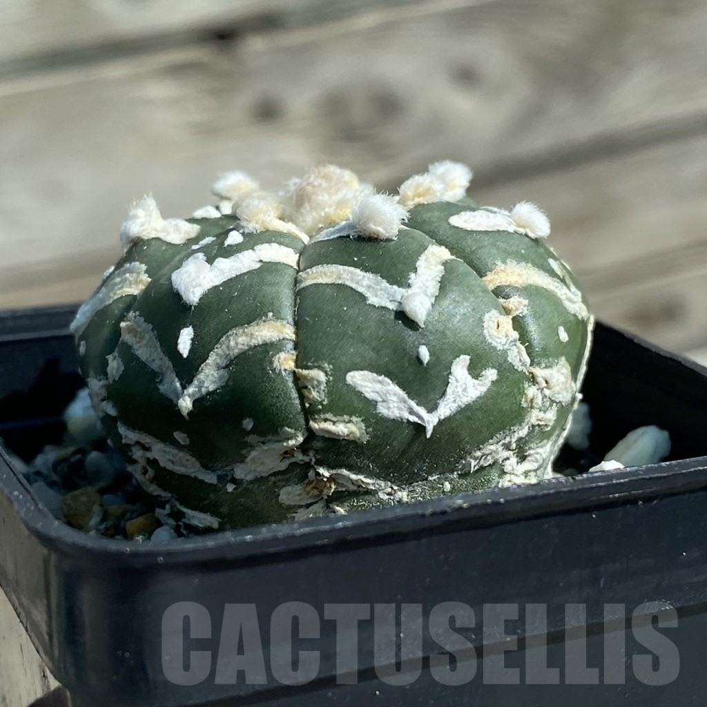 SH11910 Astrophytum asterias 'Super Kabuto' V-type f. nudum - Image 2