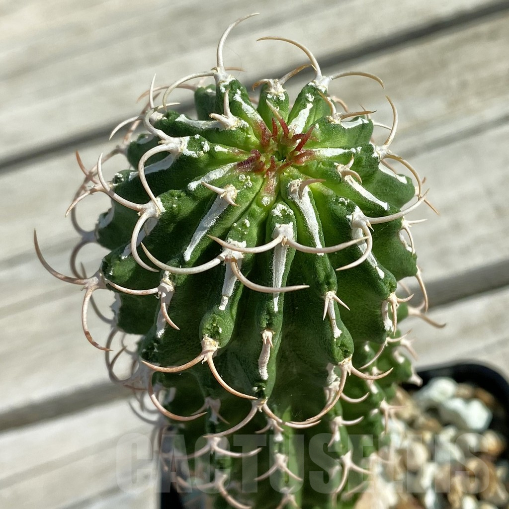 SH11851 Euphorbia columnaris, grafted