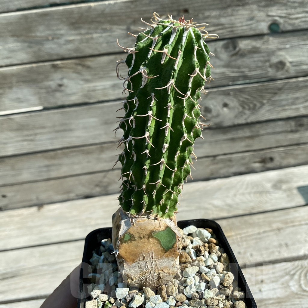 SH11851 Euphorbia columnaris, grafted - Image 2