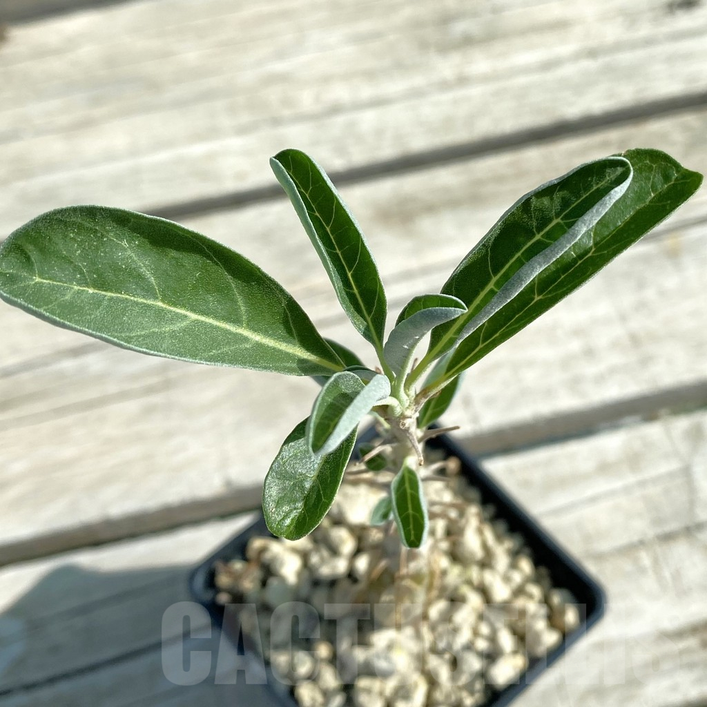 SH11856 Sesamothamnus lugardii