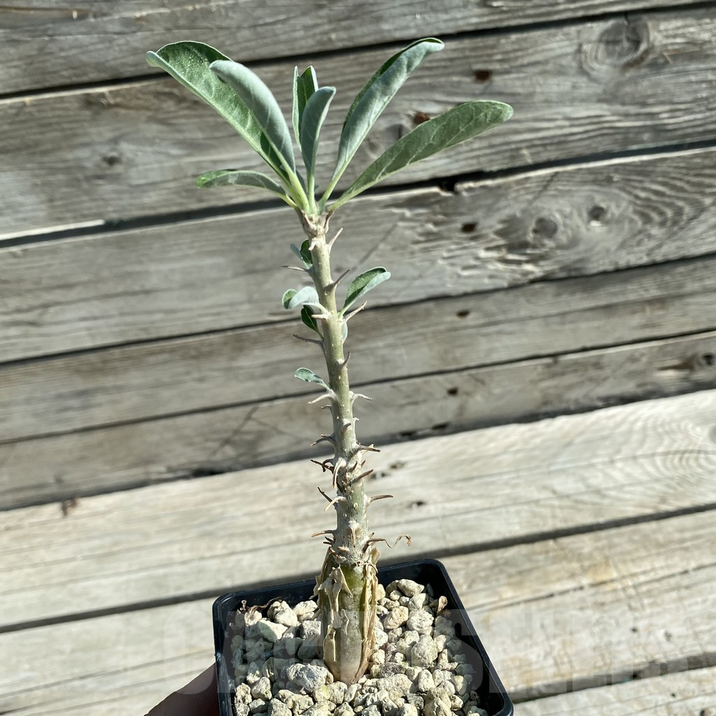 SH11856 Sesamothamnus lugardii - Image 2