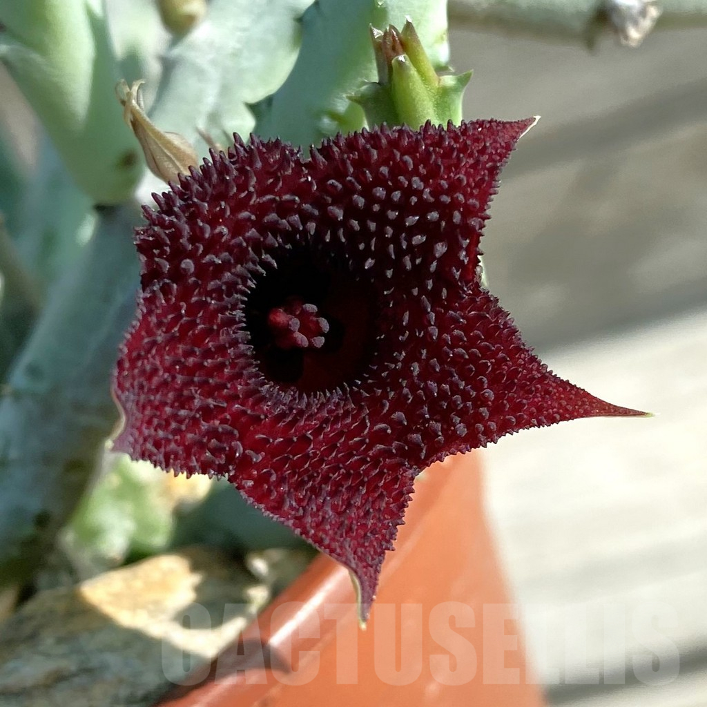 SH15190 Huernia pendurata