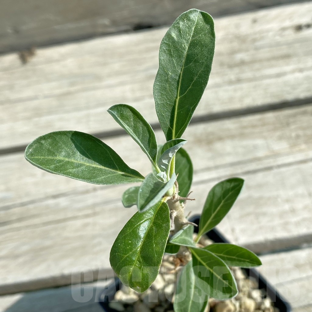SH11858 Sesamothamnus lugardii