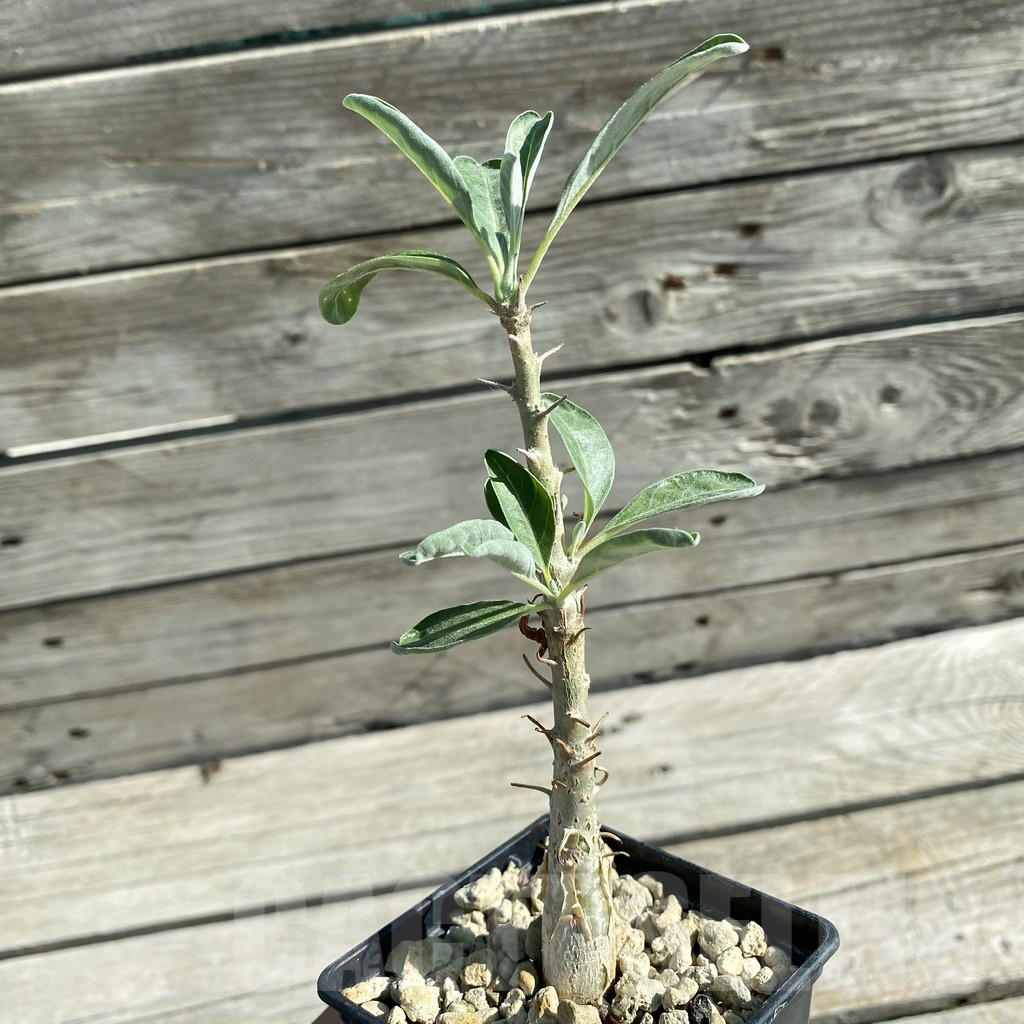 SH11858 Sesamothamnus lugardii - Image 2