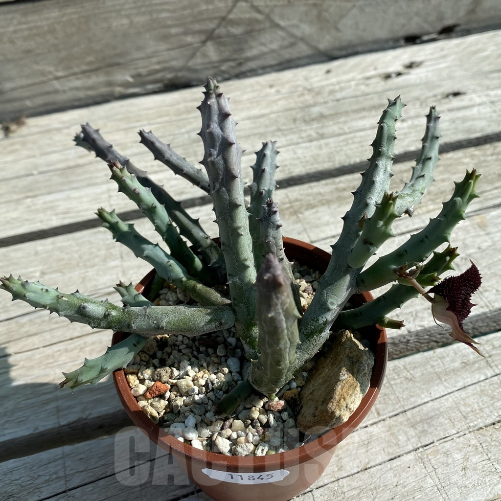 SH11845 Huernia pendurata - Image 2