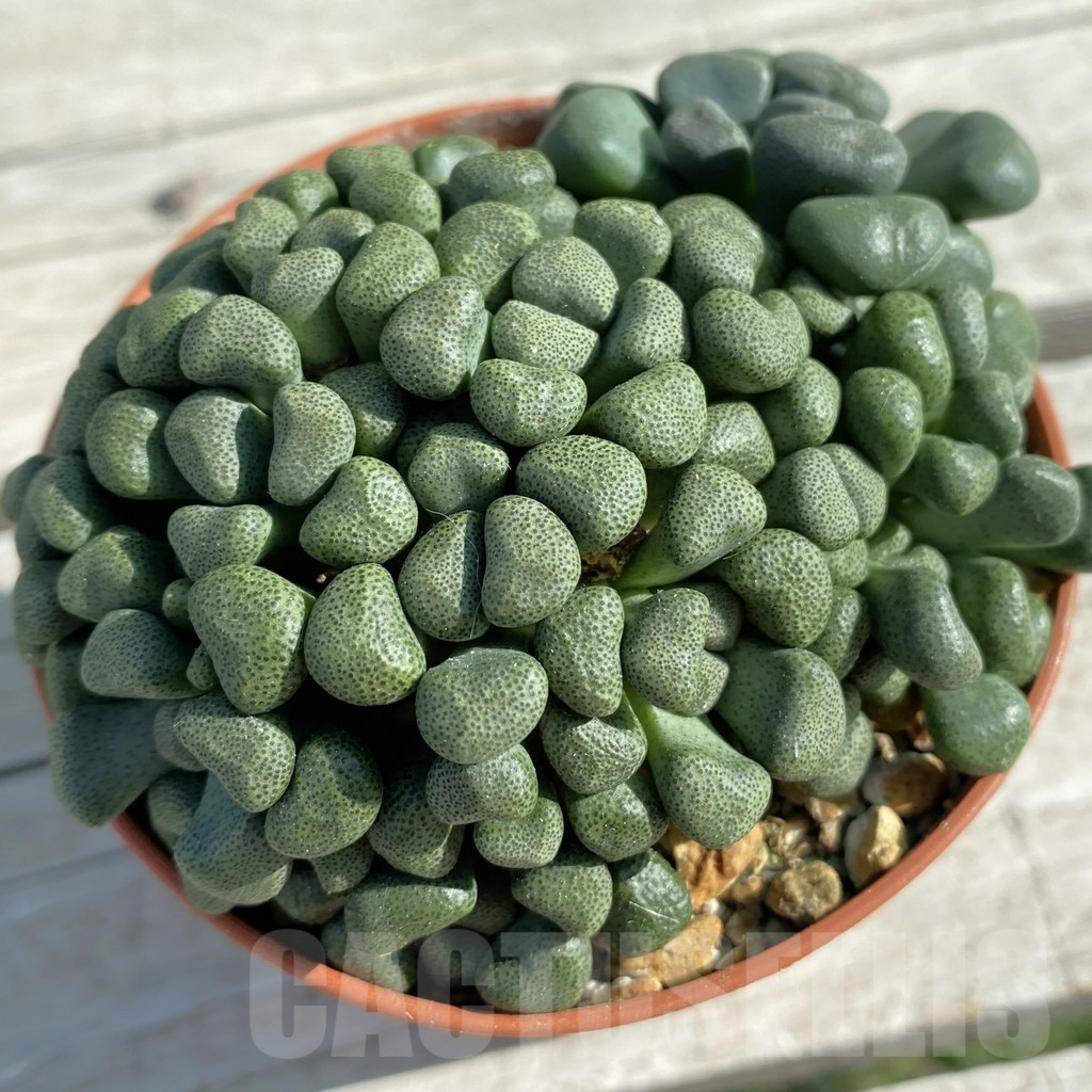 SH11846 Aloinopsis schooneesii