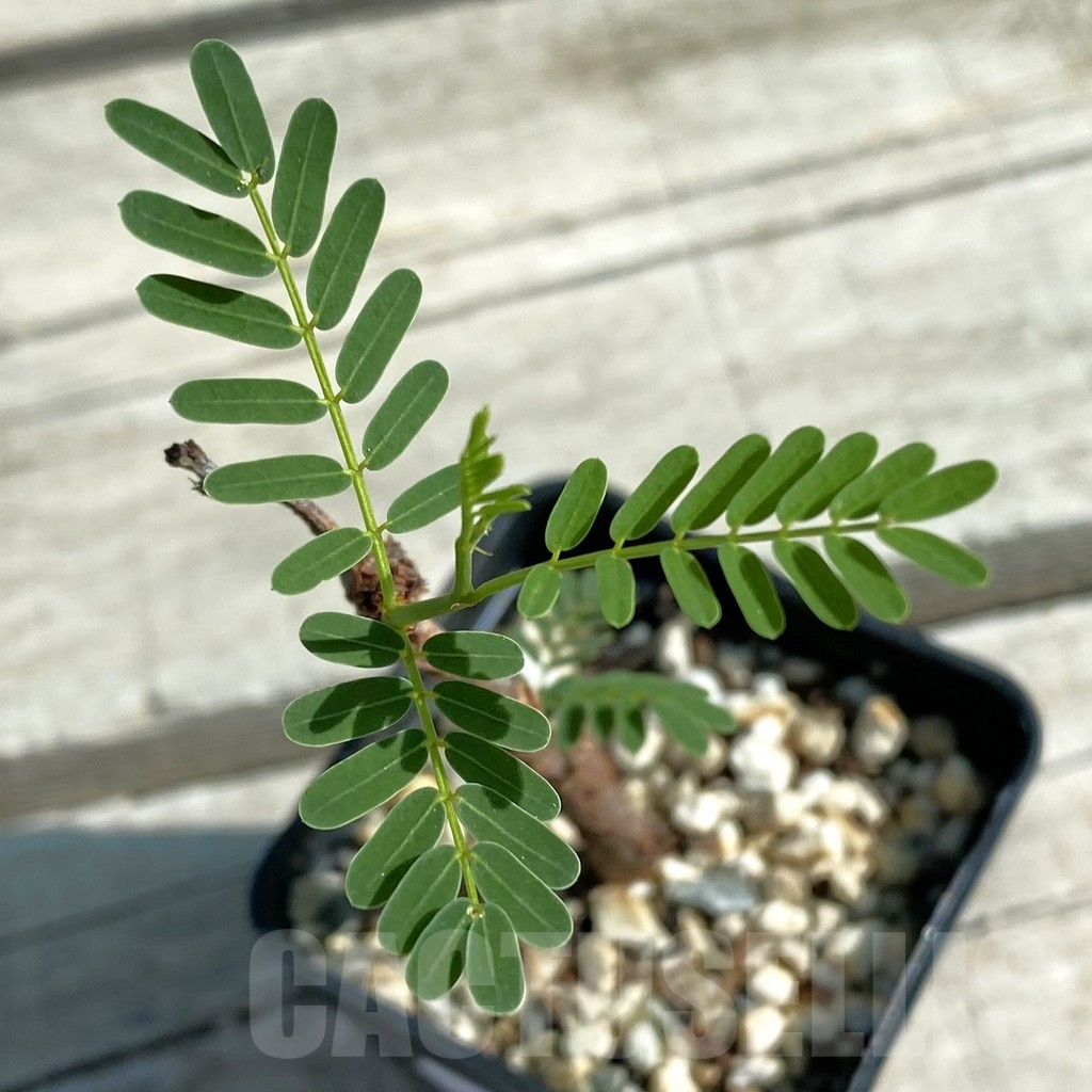 SH11867 Senna meridionalis