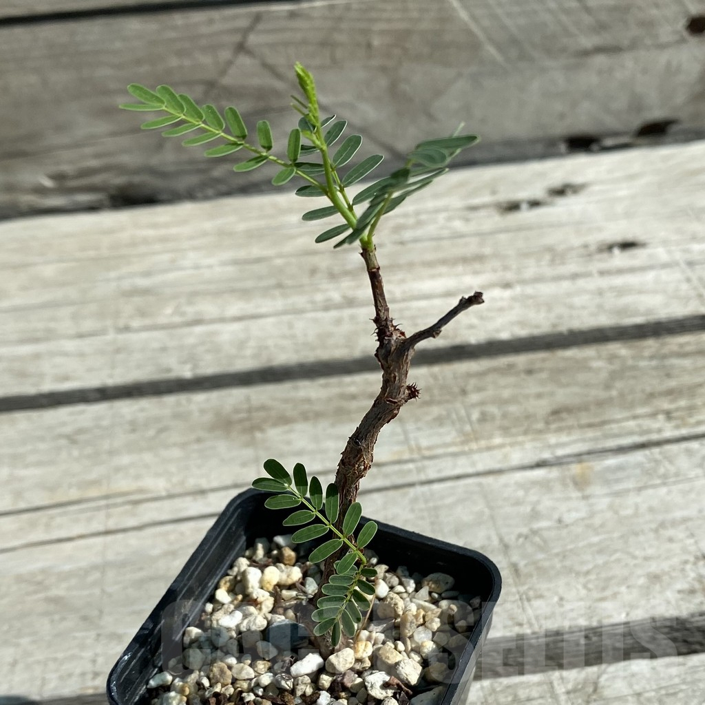 SH11867 Senna meridionalis - Image 2