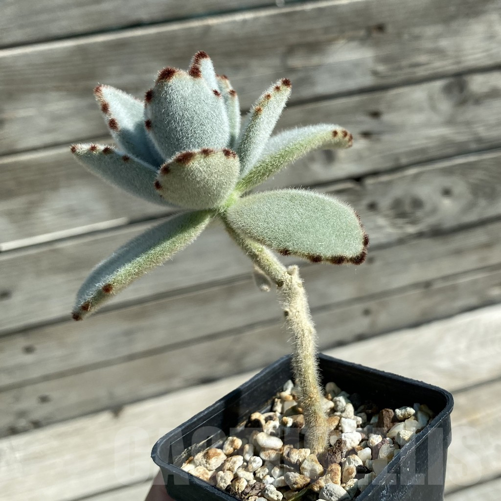SH11868 Kalanchoe tomentosa - Image 2