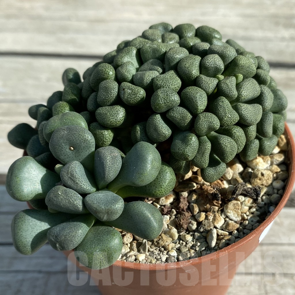SH11846 Aloinopsis schooneesii - Image 2