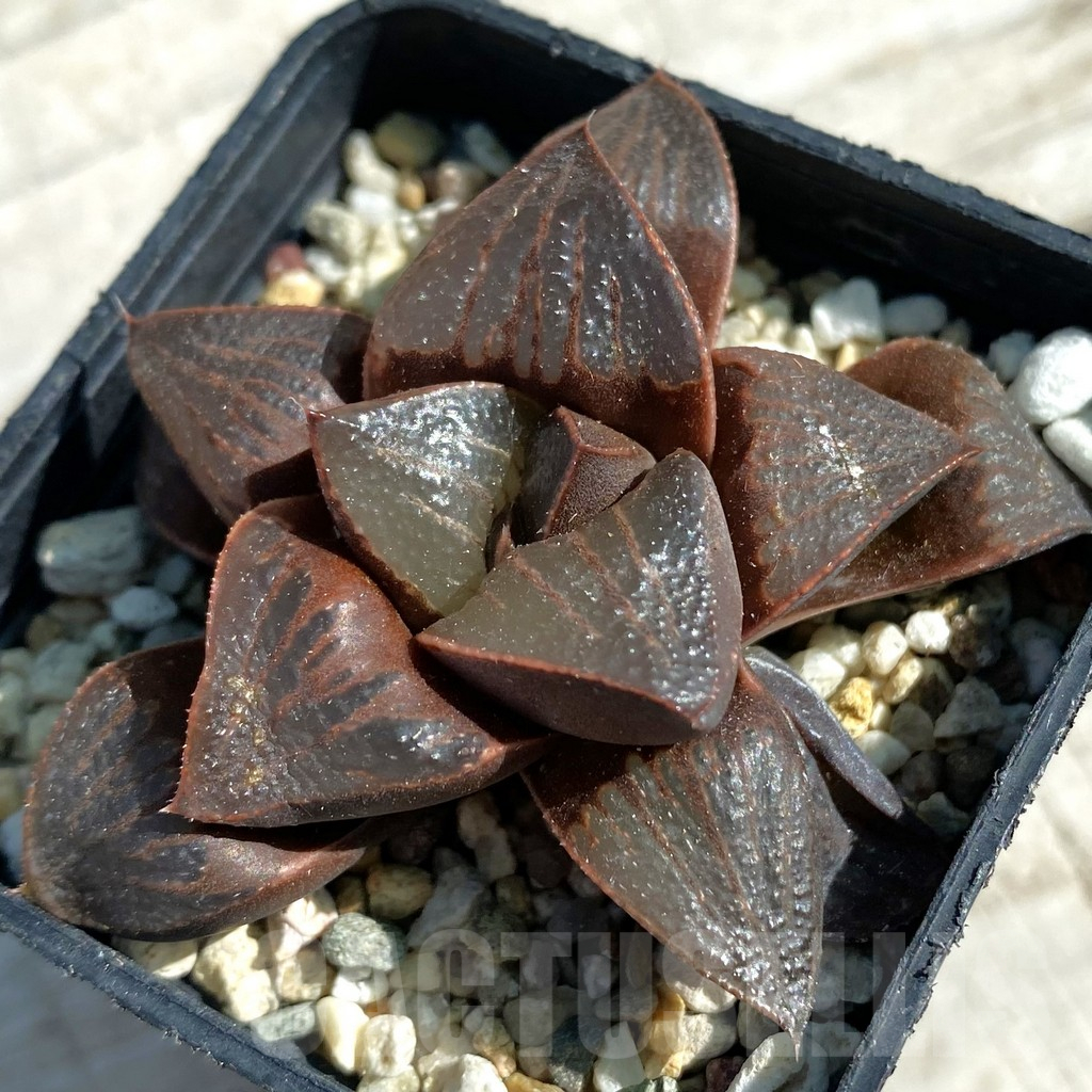 SH11873 Haworthia magnifica hybrid
