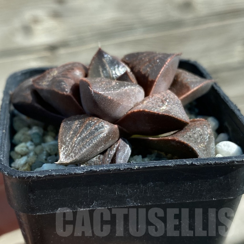 SH11873 Haworthia magnifica hybrid - Image 2