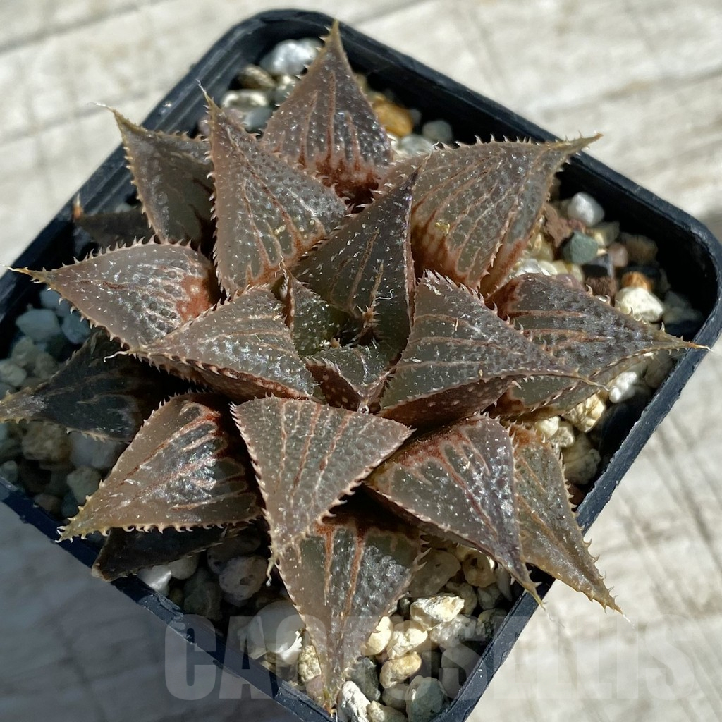 SH11875 Haworthia wimii hybrid