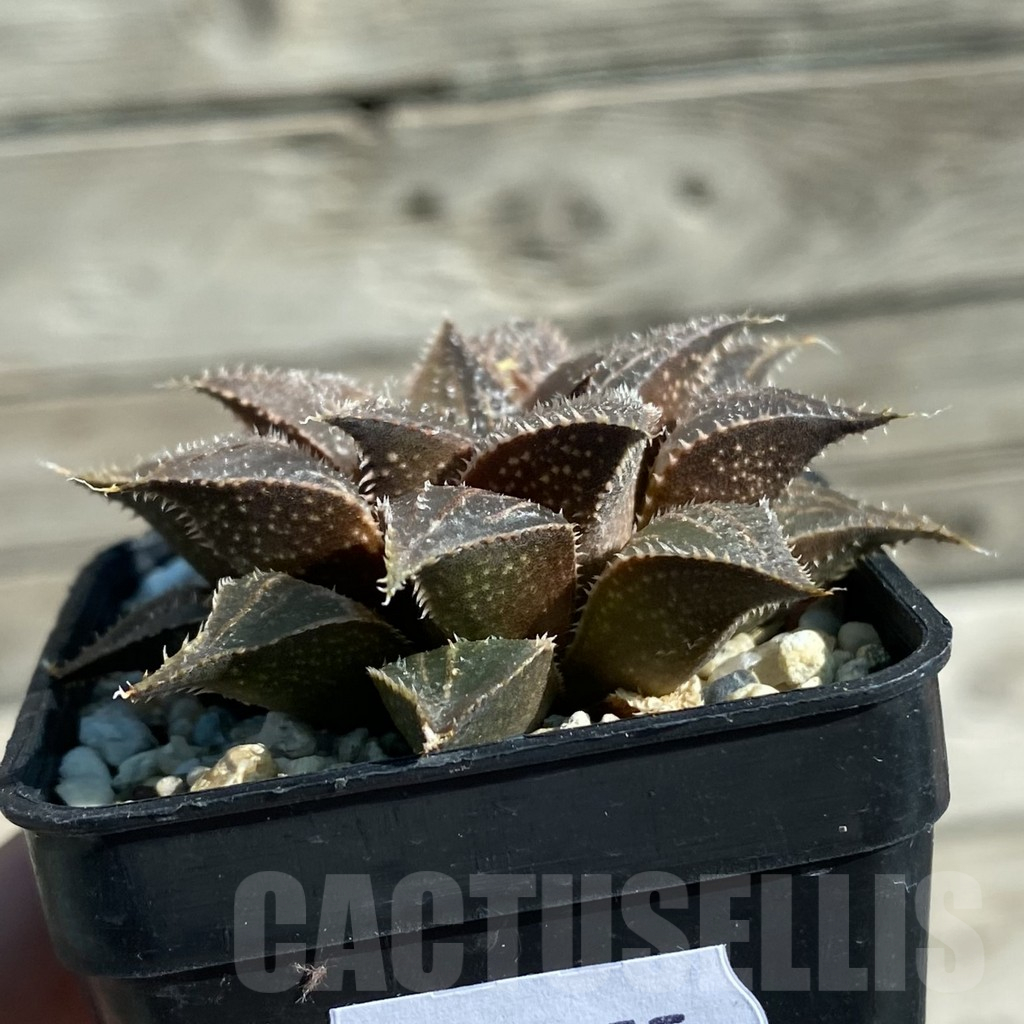 SH11875 Haworthia wimii hybrid - Image 2