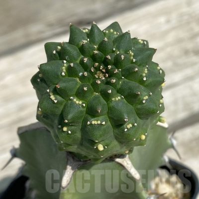 SH12106 Euphorbia gymnocalycioides, grafted