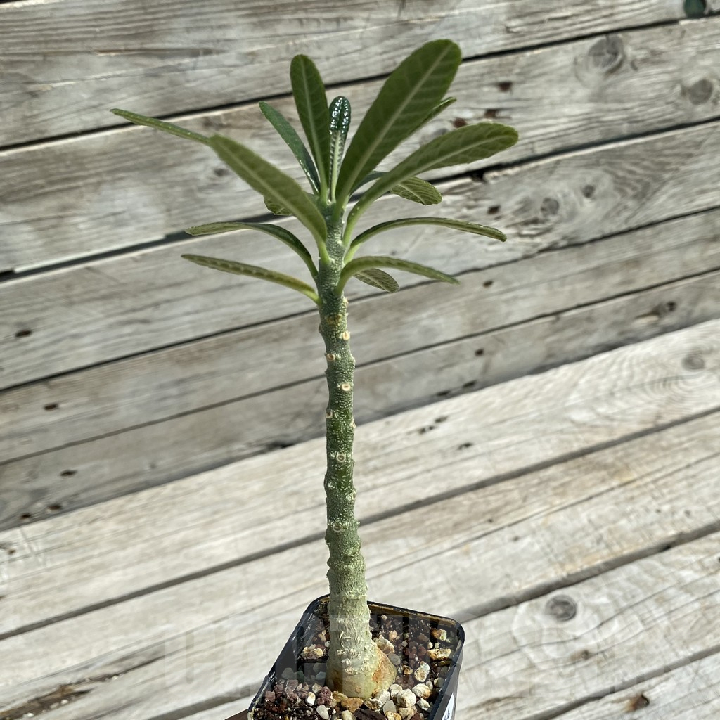 SH12054 Dorstenia gigas - Image 2
