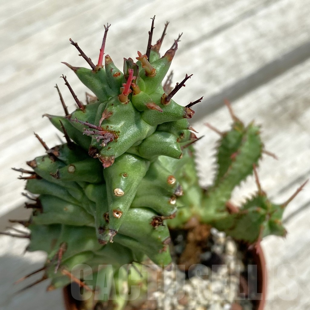 SH12074 Euphorbia horrida f. monstrosa